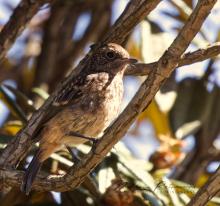 Pied Bushchat (Saxicola caprata) at Horton Plains National Park