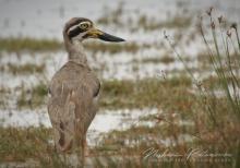 Eurasian Thick-knee (Burhinus oedicnemus) at Wilpattu National Park, Sri Lanka
