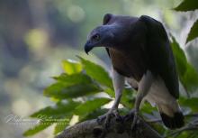 Grey-headed Fish Eagle (Haliaeetus ichthyaetus) at Udawattakele Forest Reserve, Sri Lanka