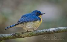 Tickell's Blue Flycatcher (Cyornis tickelliae) at Udawattakele forest reserve, Sri Lanka