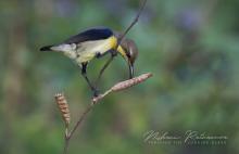 Purple Sunbird (Cinnyris asiaticus) in Trincomalee, Sri Lanka.