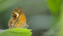 Glad-eye Bushbrown (Mycalesis patnia)in Atanwala, Sri Lanka