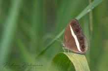 Medus Bushbrown (Orsotriaena medus)in Kandy, Sri Lanka