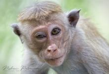 Toque Macaque (Macaca sinica) at Kaudulla National Park, Sri Lanka