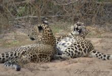 Leopardesses borupanwila sisters