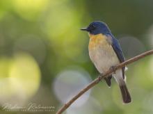 Tickell's Blue Flycatcher