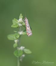 Heliotrope Moth