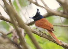 Indian Paradise Flycatcher