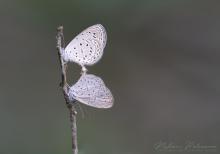 Tiny Grass Blue