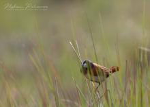 Tricoloured Munia