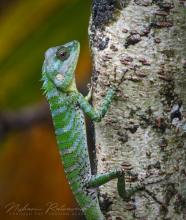 Pethiyagoda's Crestless Lizard